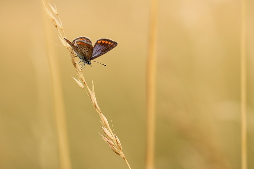 A butterfly common Blue on a flower at sunset in spring