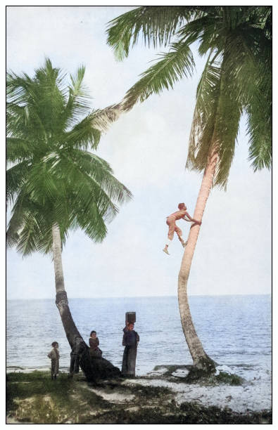 istock Antique black and white photograph: Climbing coconut tree, Puerto Rico 2120539240