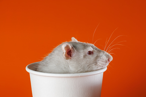 Gray rat in a paper cup. Mouse in a coffee mug. Portrait of a pest. Rodent isolated on orange background for lettering and header.