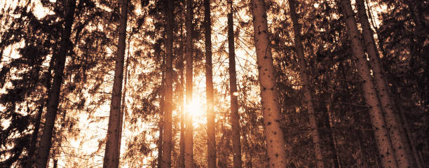 Sunset in the forest.