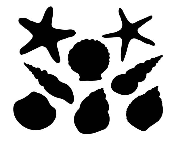 ilustrações de stock, clip art, desenhos animados e ícones de a set of vector seashell silhouette illustrations, including starfish, scallop. hand drawn maritime seashell sketch. undersea seashells graphic drawing. for icon, logo, seafood shop, menu. - etching starfish engraving engraved image