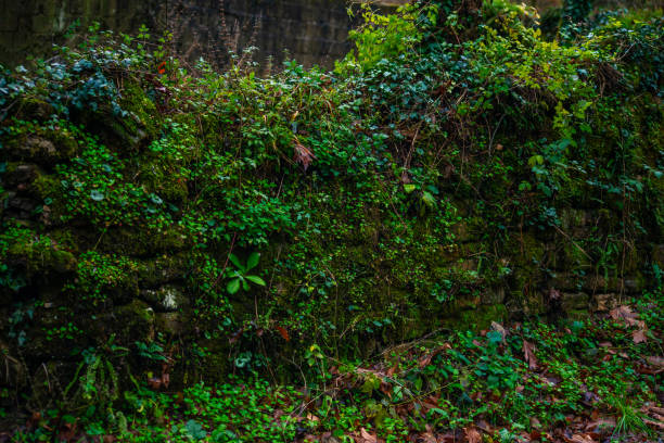 A green wall adorned with leaves lines the rainy road, creating a refreshing and serene scene of nature's embrace along the wet pathway.