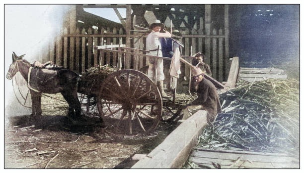 istock Antique black and white photograph: Unloading sugar cane at the mill, Puerto Rico 2120597782
