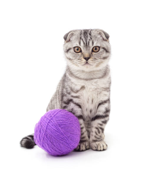 istock Cat with ball of yarn. 2120605618