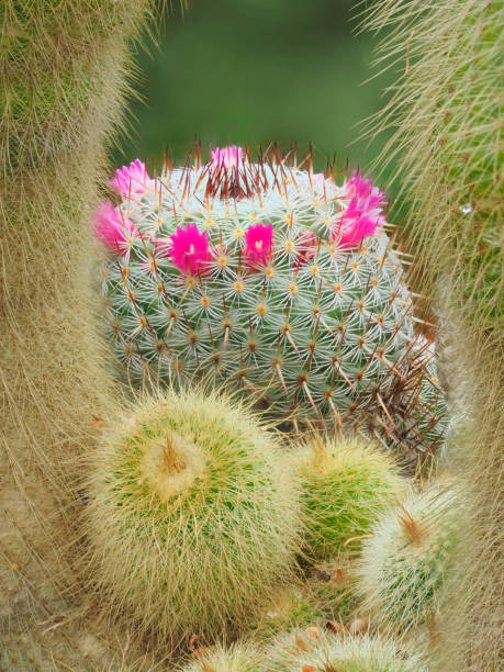 A Close-up Focus Stacked Image of a Variety of Ornamental Cactus Blooming