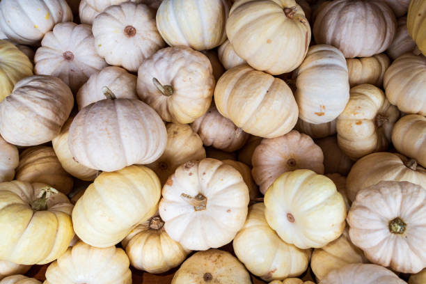 istock Pile of white mini pumpkins 2120617173