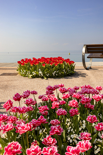 Tulips blooming in spring at lakeside Promenade near harbour of Bardolino, Lake Garda, Italy
