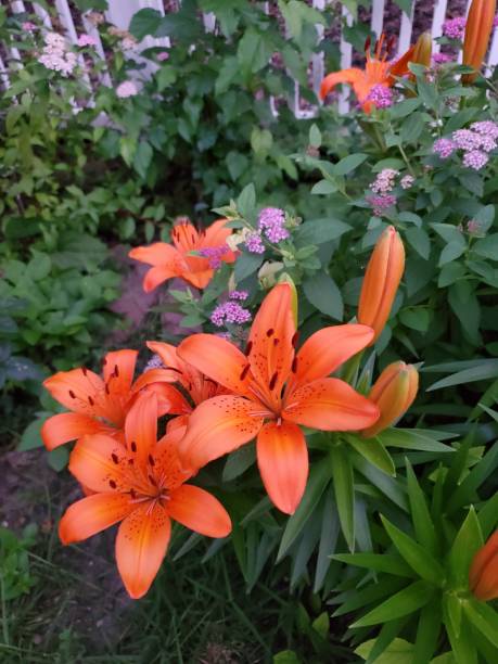 istock Summer Flower Garden 2120628776