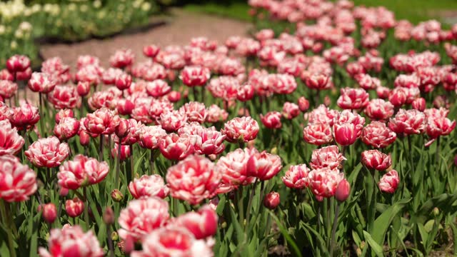 Red tulips bloomed in spring. Field with blooming spring flowers.