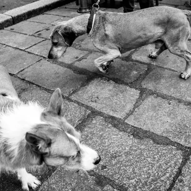 Two canines on a city adventure, curiously encountering each other on cobblestone. The black and white frame captures their contrasting sizes and a fleeting moment of interaction. Street style.