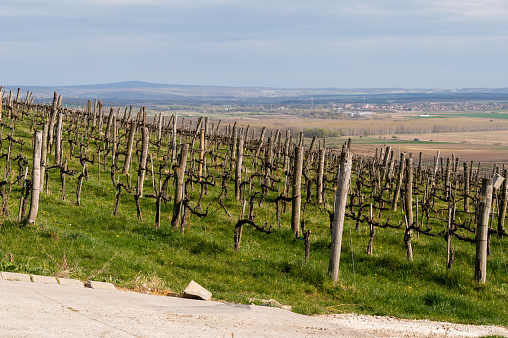 Vineyards on the Somló Hill with agricultural fields in the background on a sunny day in springtime.
