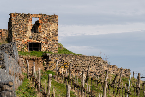 Vineyards with a ruined house on the Somló Hill on a sunny day in springtime.