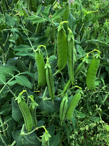 Close-up of peas grown in organic gardens