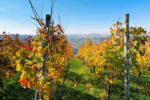 view over autumn vineyards near the river Elbe in Saxony, Germany