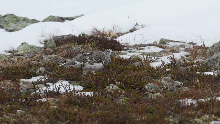 Rock ptarmigan walking and feeding on some berries on cold autumn day with fresh snow in the mountains of Urho Kekkonen National Park, Finland