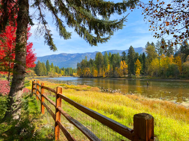 Bigfork, Montana, USA - October 8, 2021; A man fly fishes in the Swan River in Bigfork, Montana as autumn color embraces birch trees along the shore.