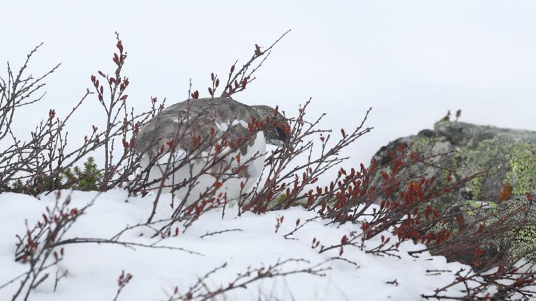 Closeup of Rock ptarmigan feeding on cold autumn day with fresh snow in the mountains of Urho Kekkonen National Park, Finland