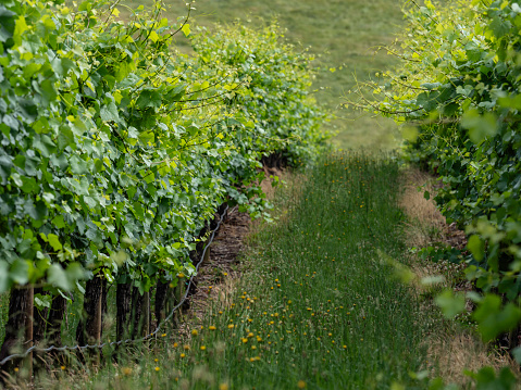 Vibrant Spring grape vines in the Buckland Valley Victoria