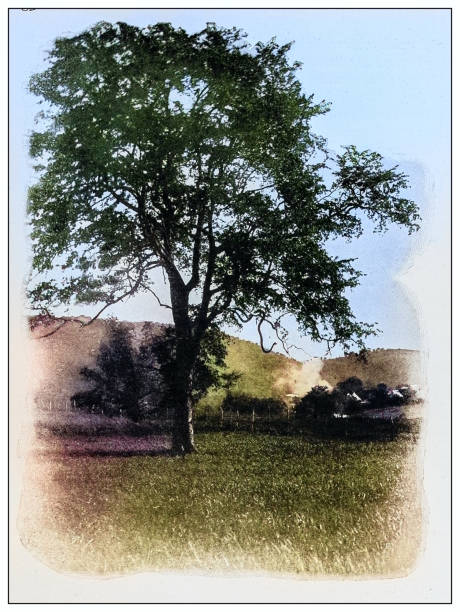 istock Antique black and white photograph: Serpent on a tree, Cuba 2120686058