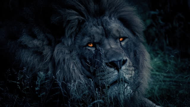 Alpha Lion Looks Up With Burning Eyes