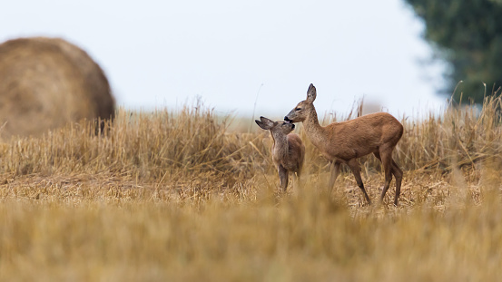Roe deers in the field.