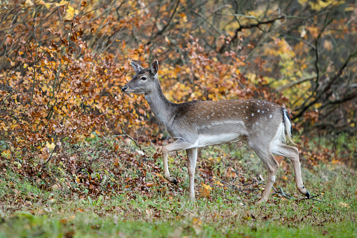 Close up of a young deer with brown fur and white spots. The deer has antlers. It sits in front of a group of deer on a green meadow.