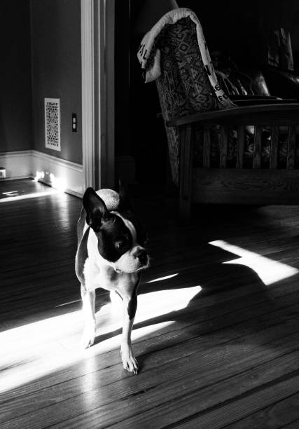istock Female Boston Terrier Dog 2120698440