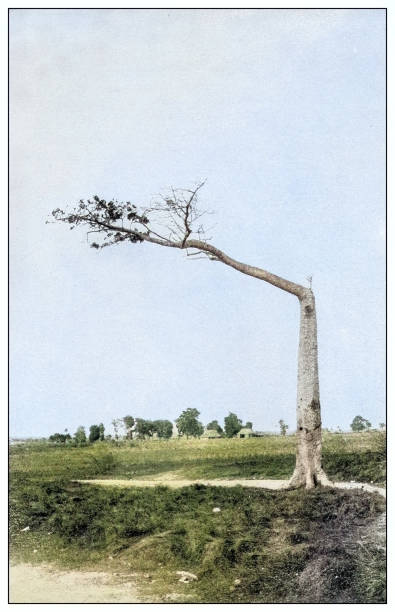 ilustraciones, imágenes clip art, dibujos animados e iconos de stock de antique black and white photograph: hangman's tree, havana, cuba - fotos de ahorcamiento