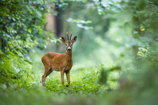 Wild Roe Deer buck , natural habitat.