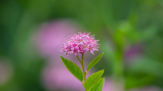 Spiraea Japonica pink on blurred green background. Natural background. For design.