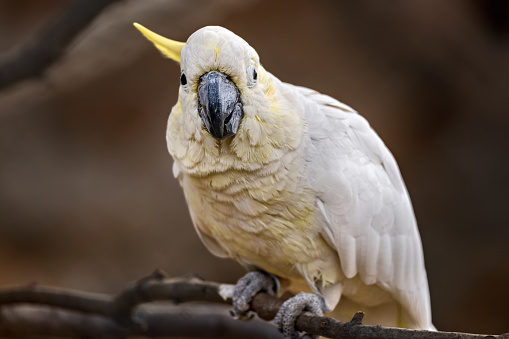 White parrot with yellow and gray feathers perched on a branch