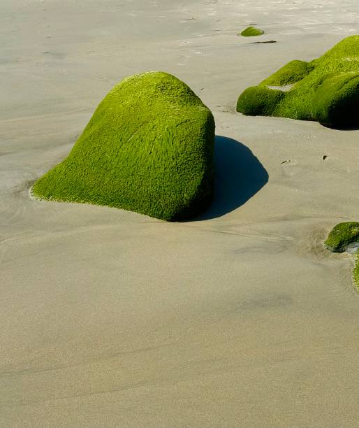 Coastline with rocks on the sand