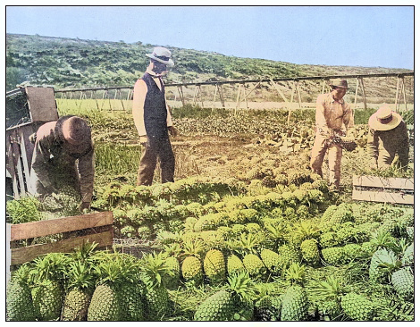 Antique black and white photograph of people from islands in the Caribbean and in the Pacific Ocean; Cuba, Hawaii, Philippines and others: Pineapple farm near Pearl City, Hawaii