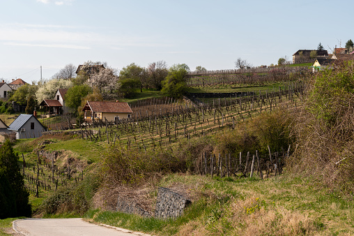 Vineyards with small houses on the Somló Hill on a sunny day in springtime.