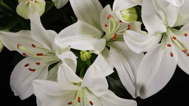 4K Time Lapse of flowering lily flowers on black background