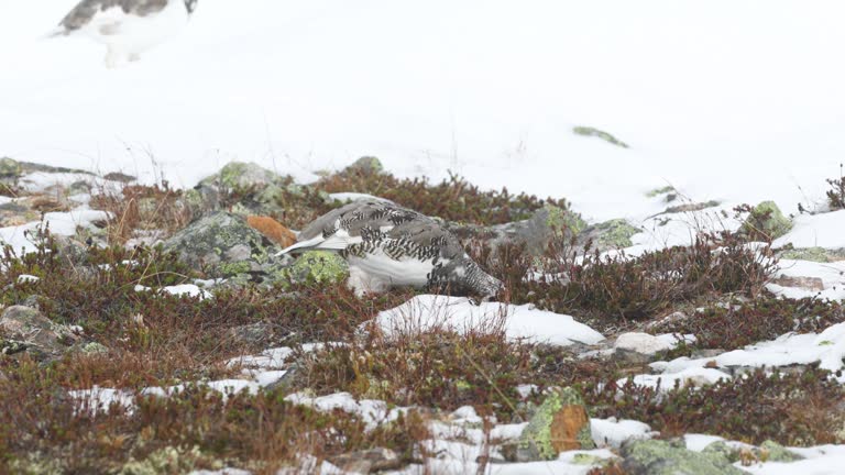Rock ptarmigan walking and looking for food on cold autumn day with fresh snow in the mountains of Urho Kekkonen National Park, Finland