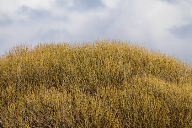 Willow bushes with dark cloudy sky on background