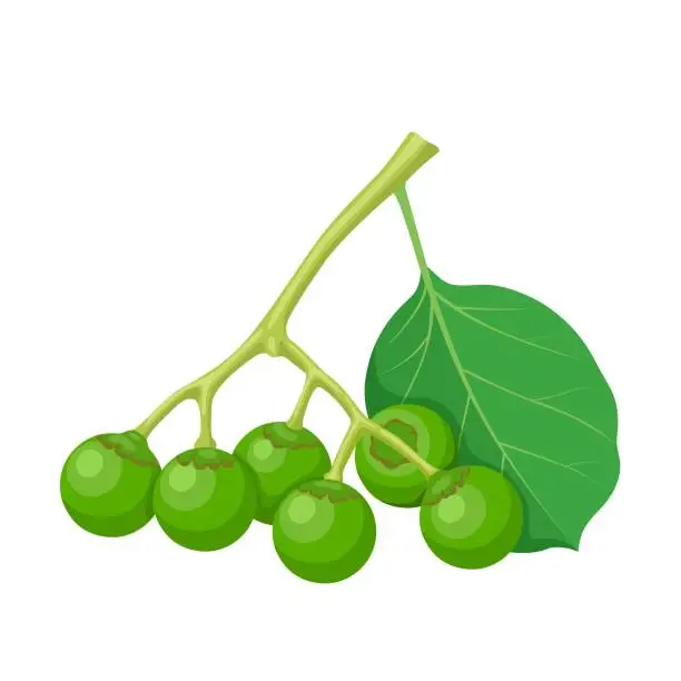 Vector illustration of Gunda fruit or cordia myxa