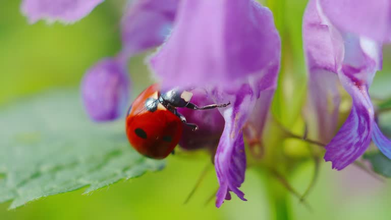 Ladybug on vibrant flowers in nature