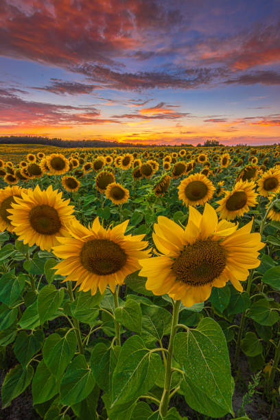 istock cloudy sunset over sunflower field 2120825535