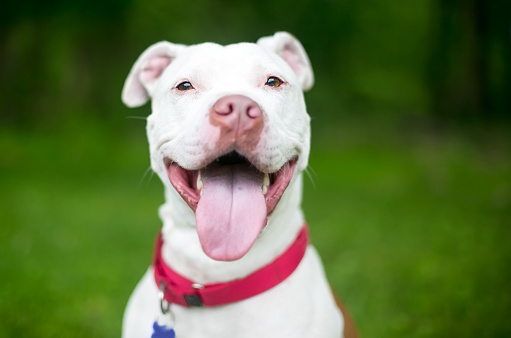 A white American Bulldog x Pit Bull Terrier mixed breed dog panting with a happy expression