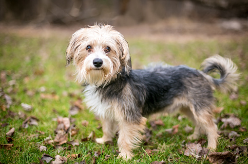 A Maltese x Yorkshire Terrier mixed breed dog, also known as a Morkie, standing outdoors