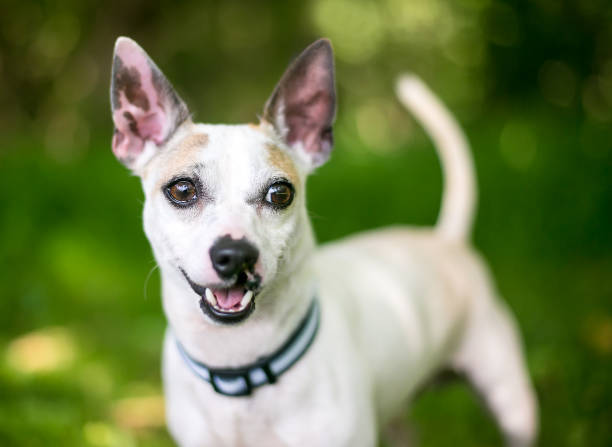istock A small Terrier x Chihuahua mixed breed dog with a cleft palate 2120833417