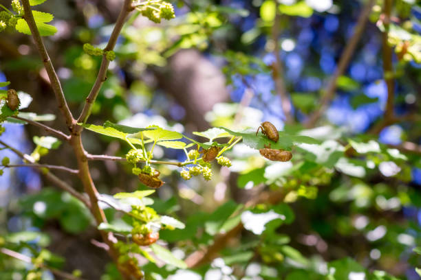 Cicada exoskeletons covering the branches of a tree during the Brood X cicada emergence in 2021