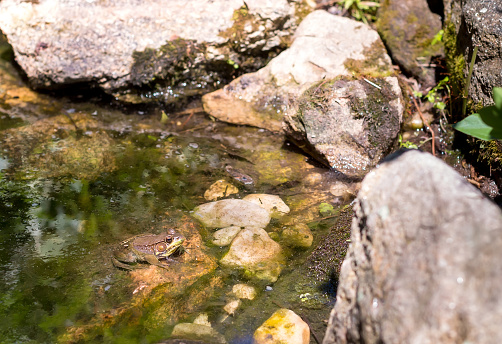 A male Green Frog (Lithobates clamitans) sitting in a shallow pond