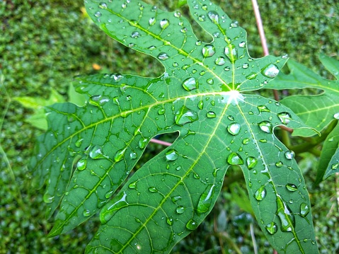Macro shot of water droplets on leaves