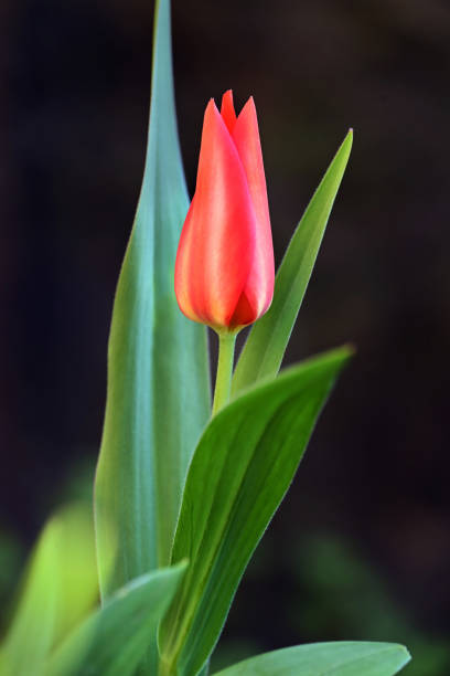 Small red tulip with green leaves against dark background in portrait format
