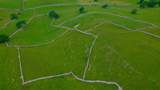 AERIAL: Beautiful patchwork pattern of dry stone wall demarcating green pastures. Flocks of sheep grazing on meadows in an idyllic rolling countryside of picturesque Yorkshire Dales National Park.