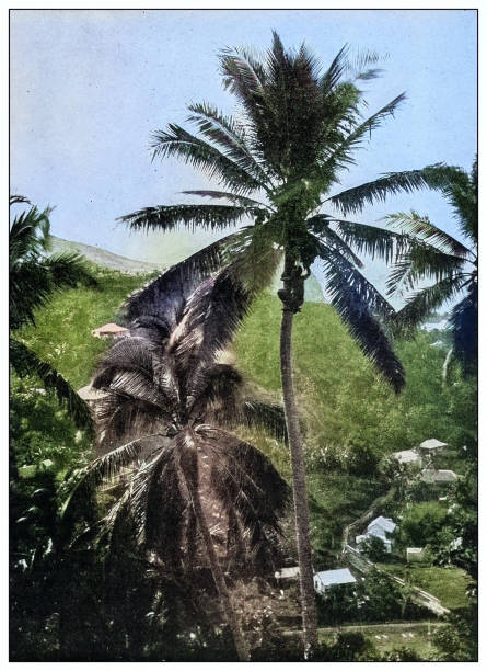 istock Antique black and white photograph: coconut harvester, Onomea bay, Hawaii 2120852287