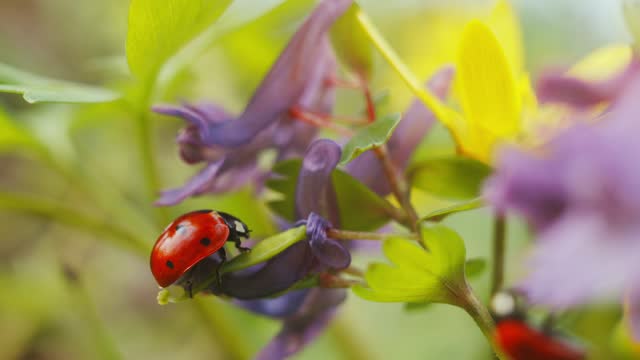 Ladybug on vibrant flowers in nature